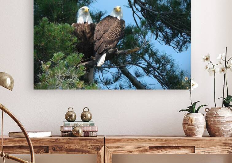Bird Photography  Reproduction