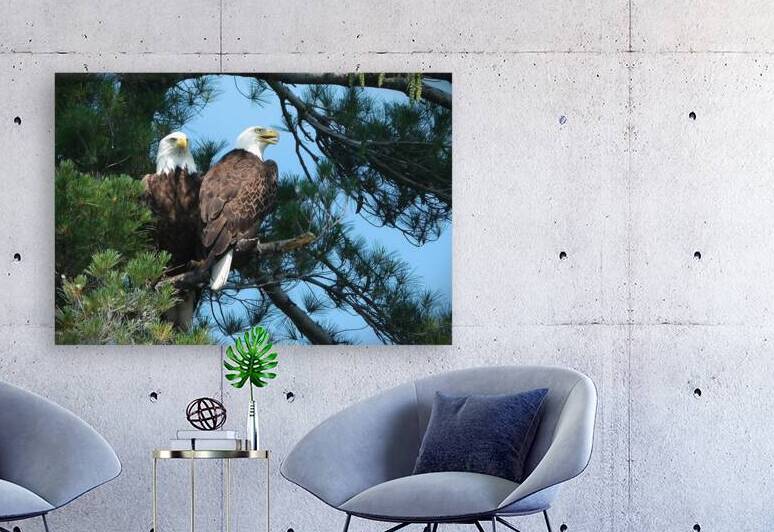 Bird Photography  Reproduction