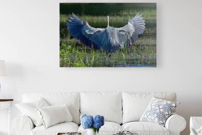 Bird Photography  Reproduction