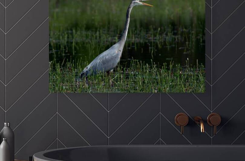Bird Photography  Reproduction
