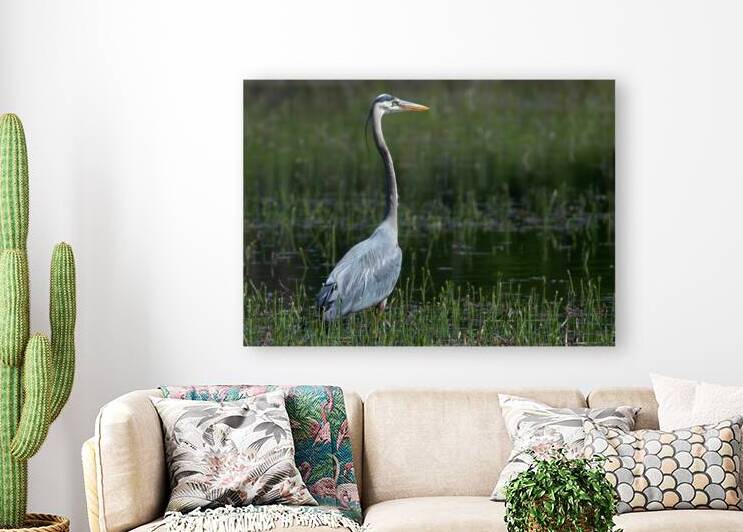 Bird Photography  Reproduction
