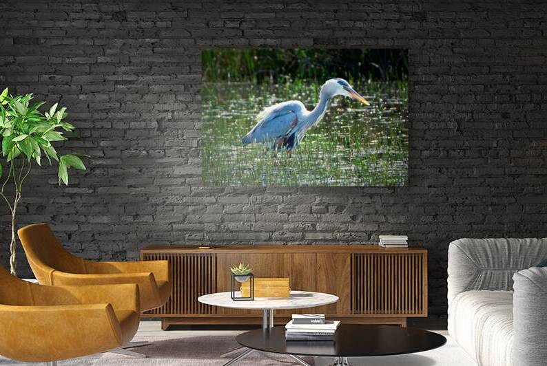 Bird Photography  Reproduction
