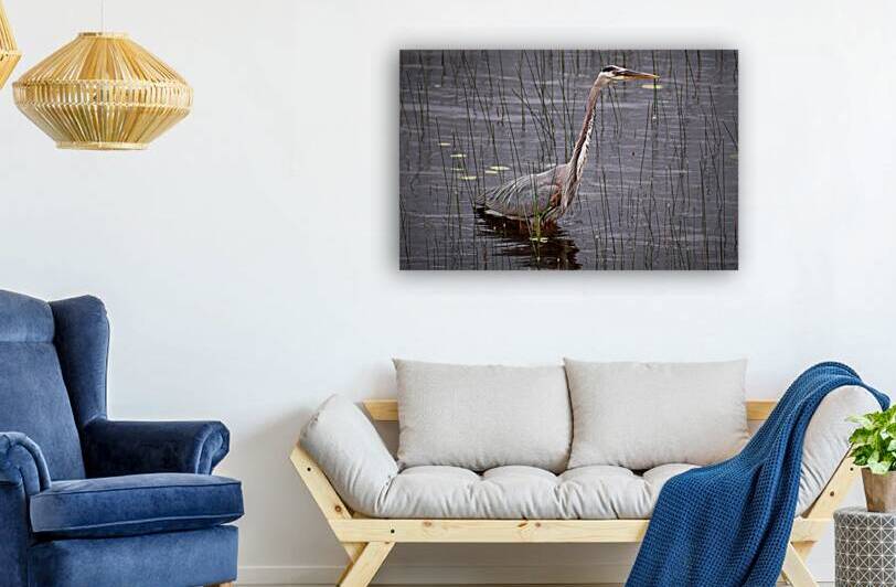 Bird Photography  Reproduction