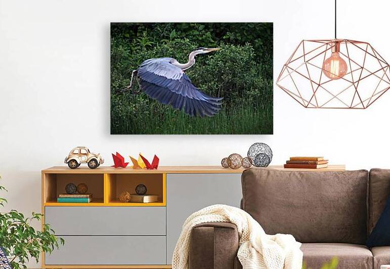 Bird Photography  Reproduction