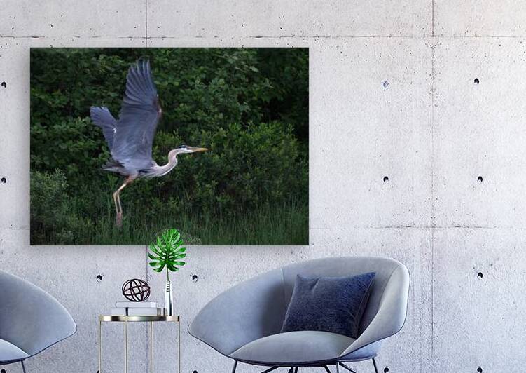 Bird Photography  Reproduction