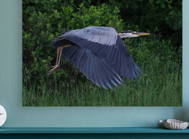 Bird Photography  Reproduction