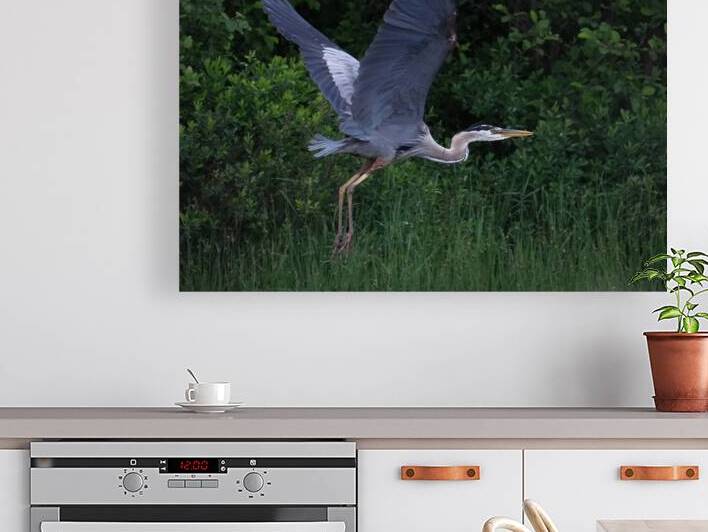 Bird Photography  Reproduction