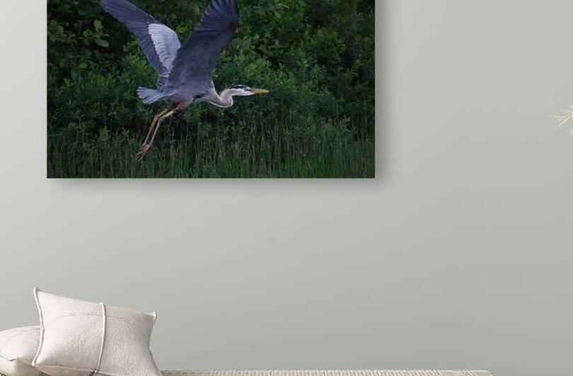 Bird Photography  Reproduction