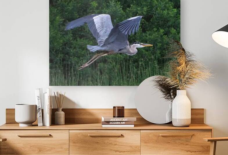 Bird Photography    Reproduction