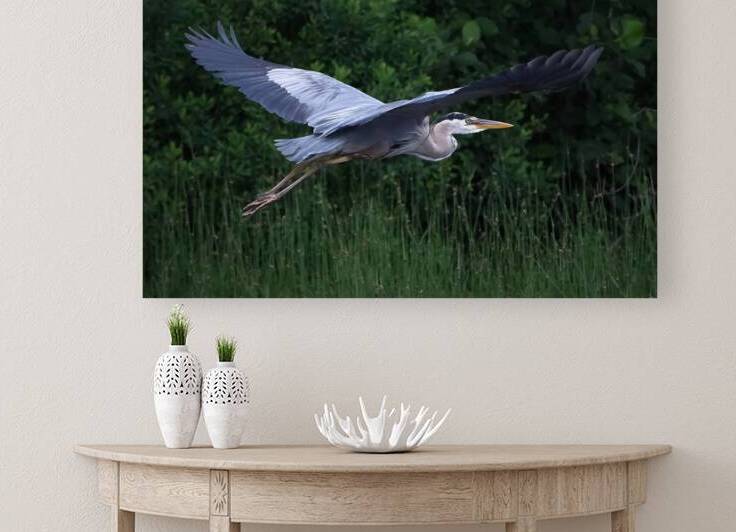 Bird Photography    Reproduction