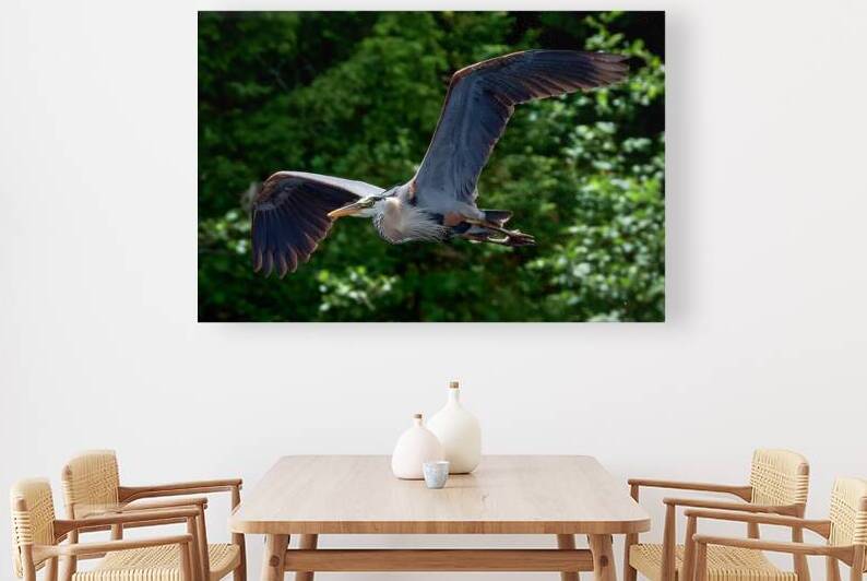 Bird Photography    Reproduction
