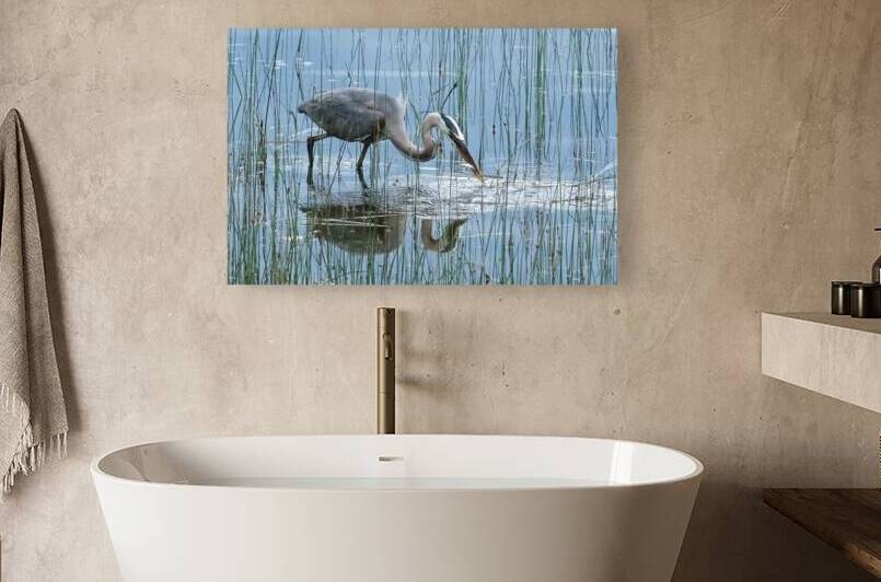 Bird Photography    Reproduction