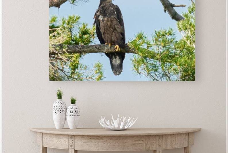 Bird Photography    Reproduction