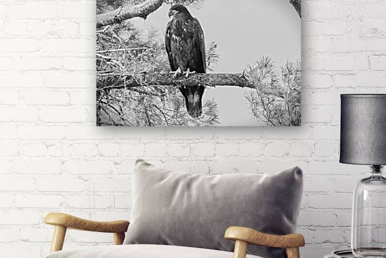 Bird Photography    Reproduction