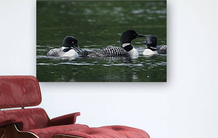 Bird Photography    Reproduction