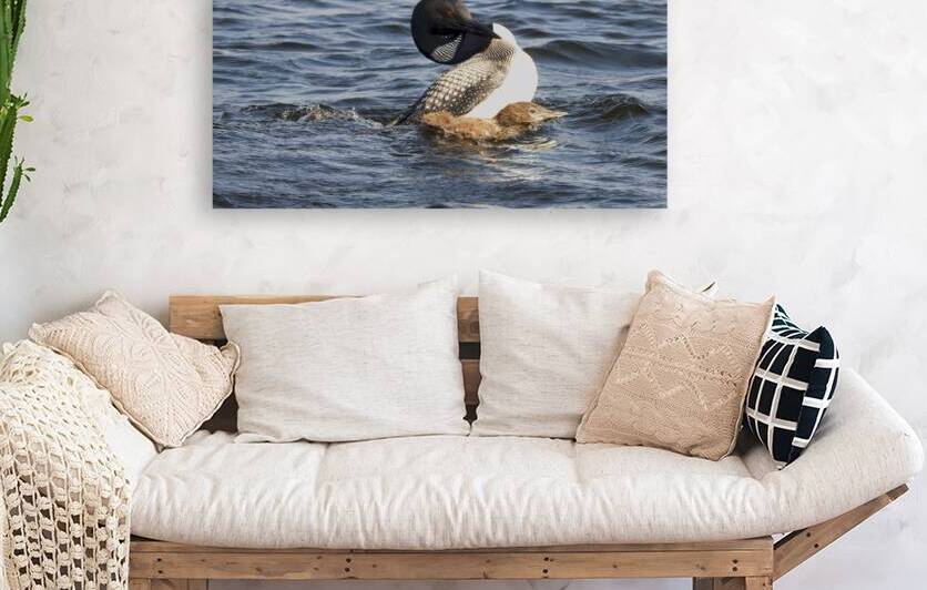Bird Photography    Reproduction