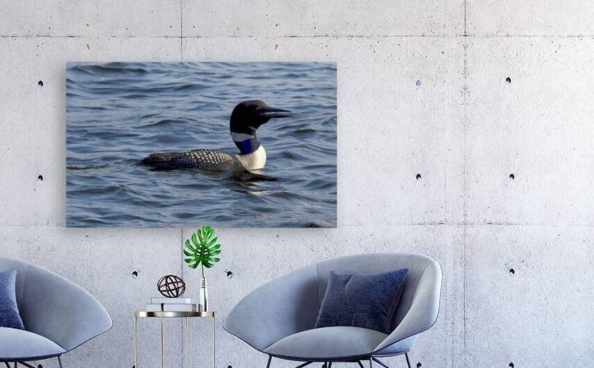 Bird Photography    Reproduction