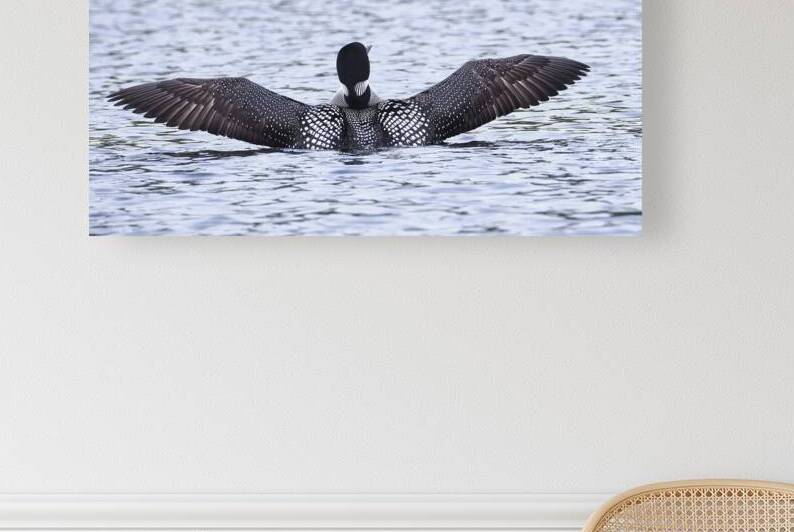 Bird Photography    Reproduction