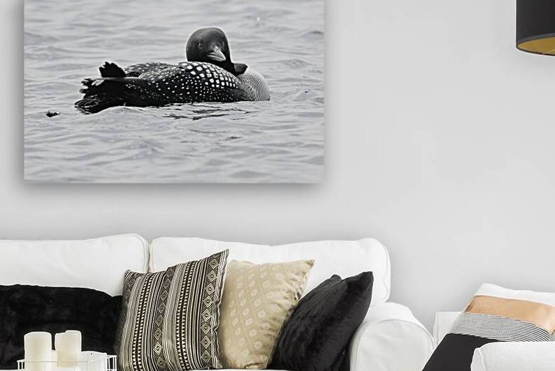 Bird Photography    Reproduction