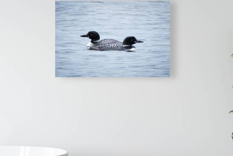 Bird Photography    Reproduction
