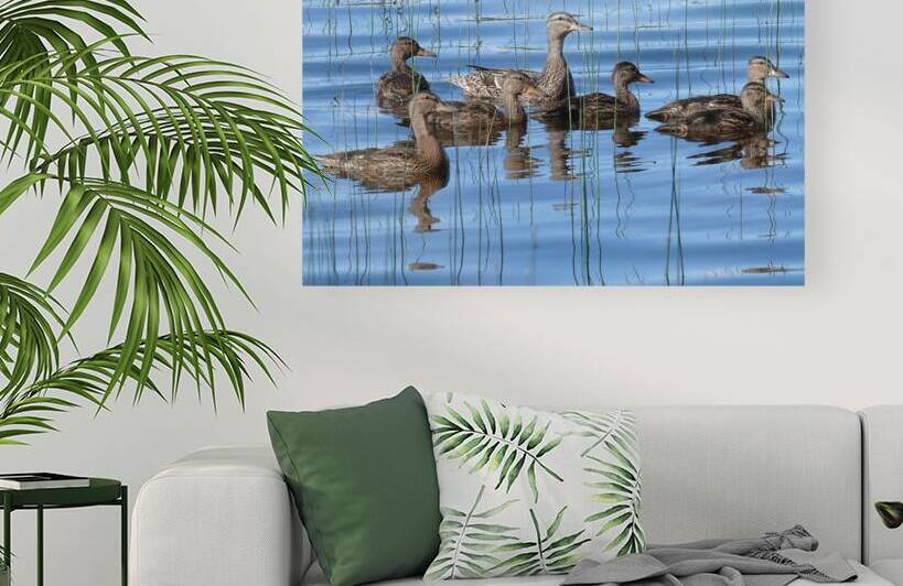 Bird Photography    Reproduction