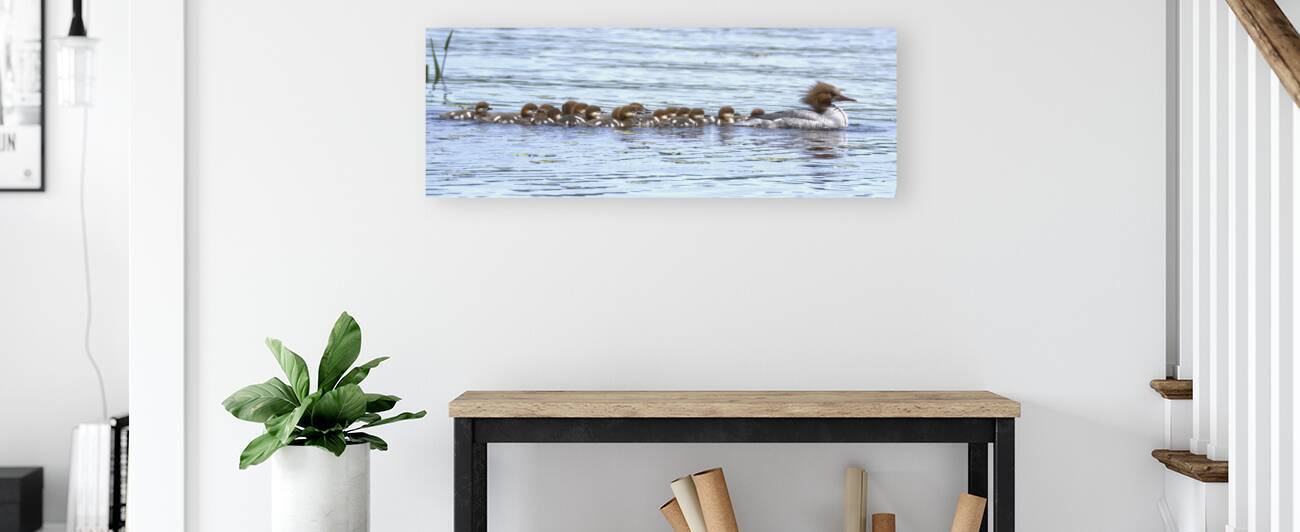 Bird Photography    Reproduction