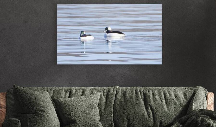 Bird Photography    by Arnie Naiman