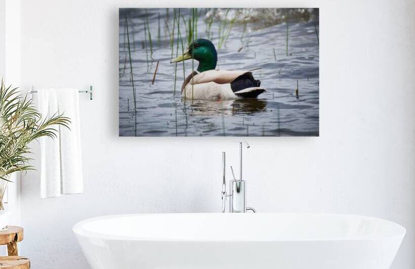 Bird Photography    Reproduction
