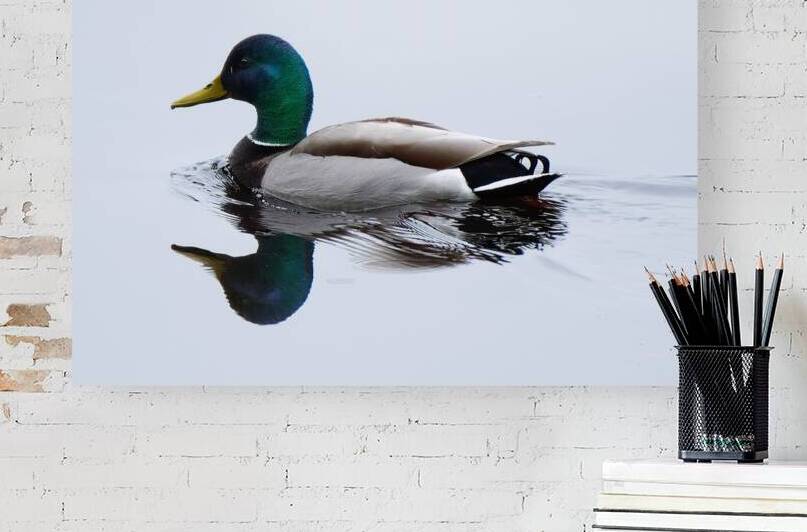 Bird Photography    Reproduction