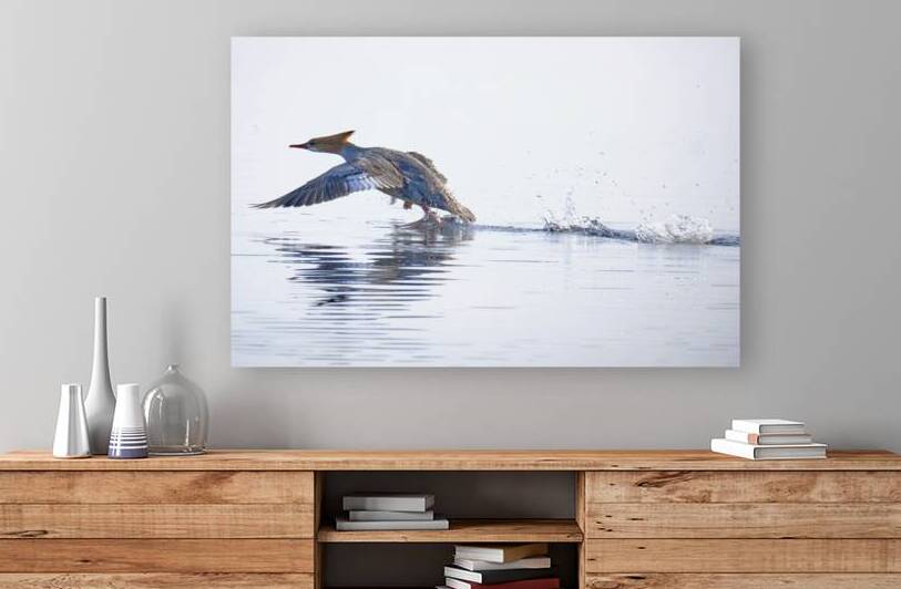 Bird Photography    Reproduction