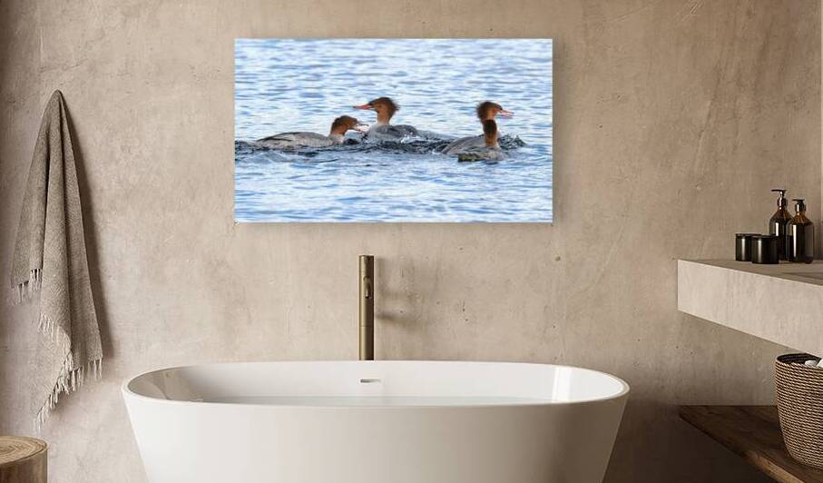 Bird Photography    Reproduction