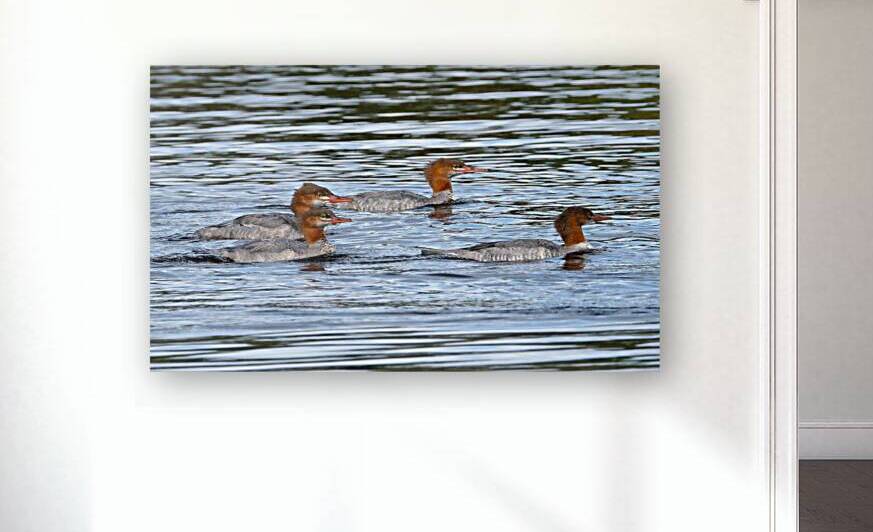 Bird Photography    Reproduction