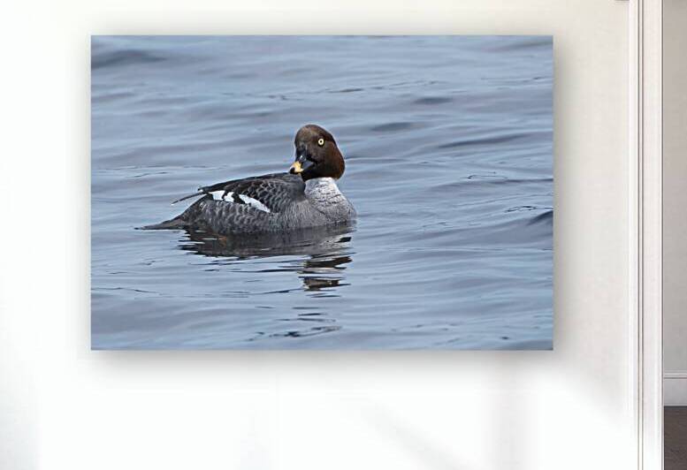Bird Photography    by Arnie Naiman