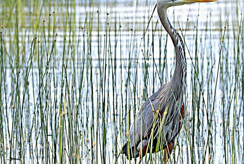 Bird Photography    Reproduction