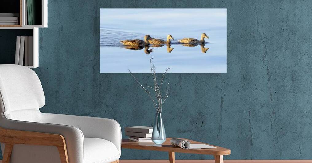 Bird Photography    Reproduction