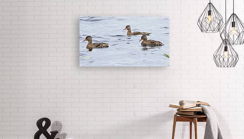 Bird Photography    Reproduction