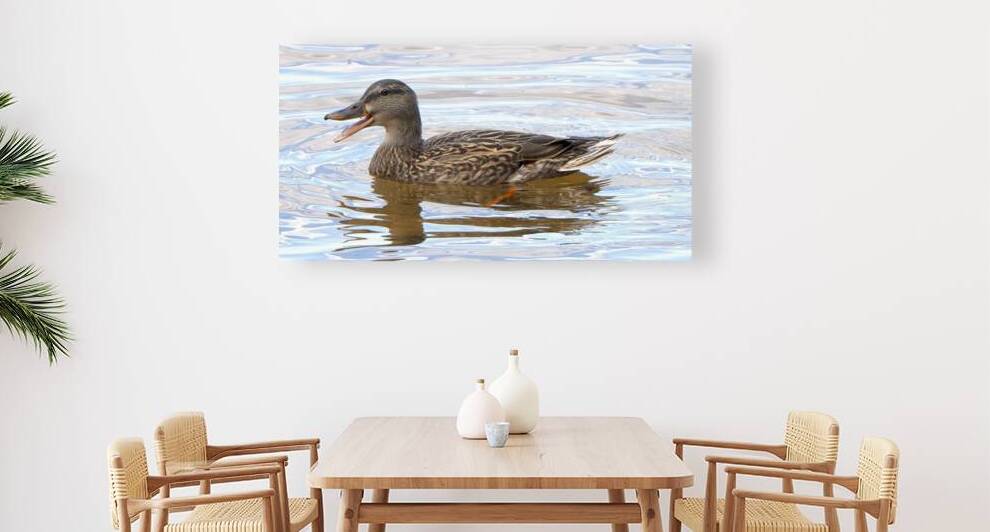 Bird Photography    Reproduction