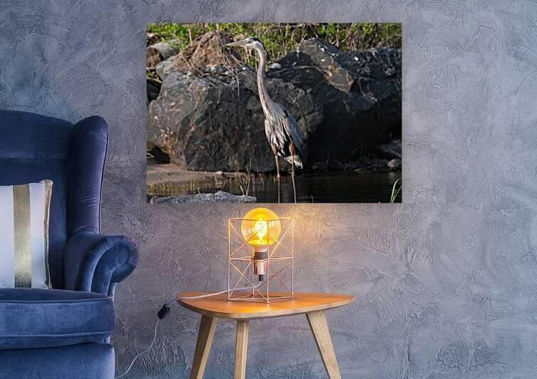 Bird Photography    Reproduction