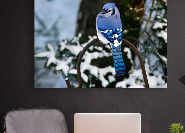 Bird Photography    Reproduction