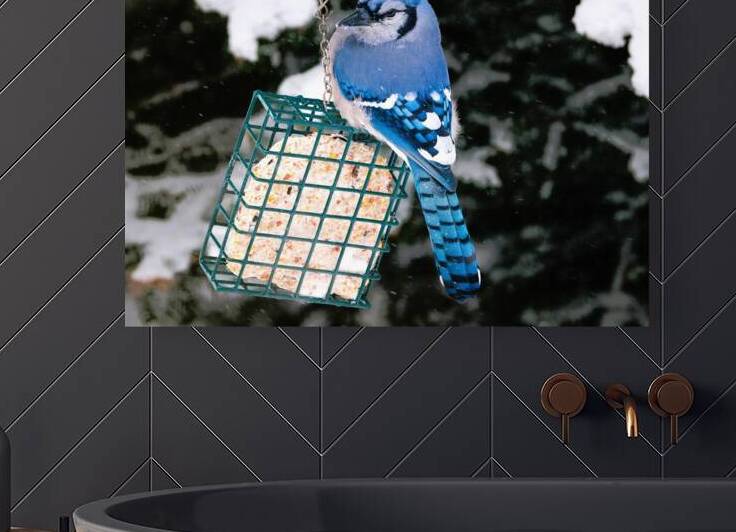 Bird Photography    Reproduction