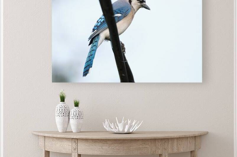 Bird Photography    Reproduction