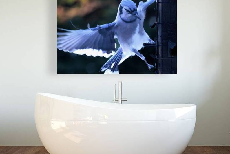 Bird Photography    Reproduction
