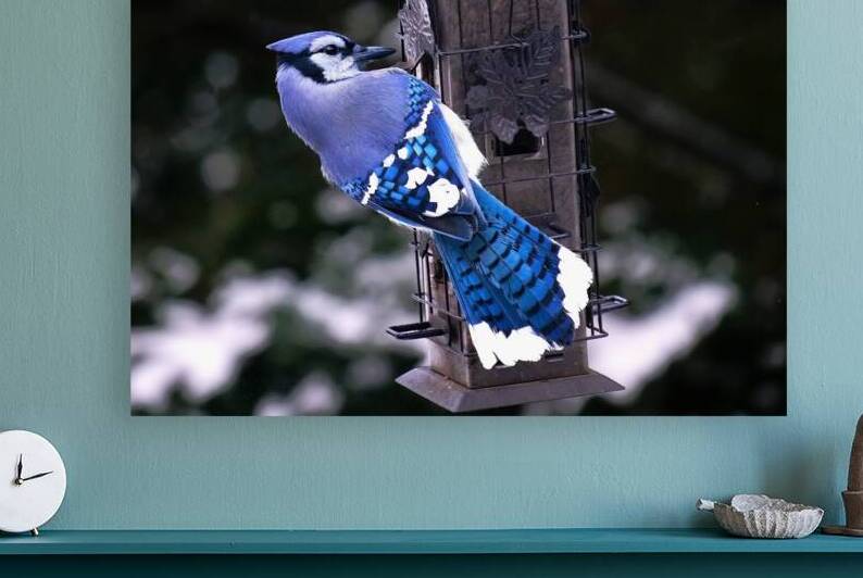 Bird Photography    Reproduction