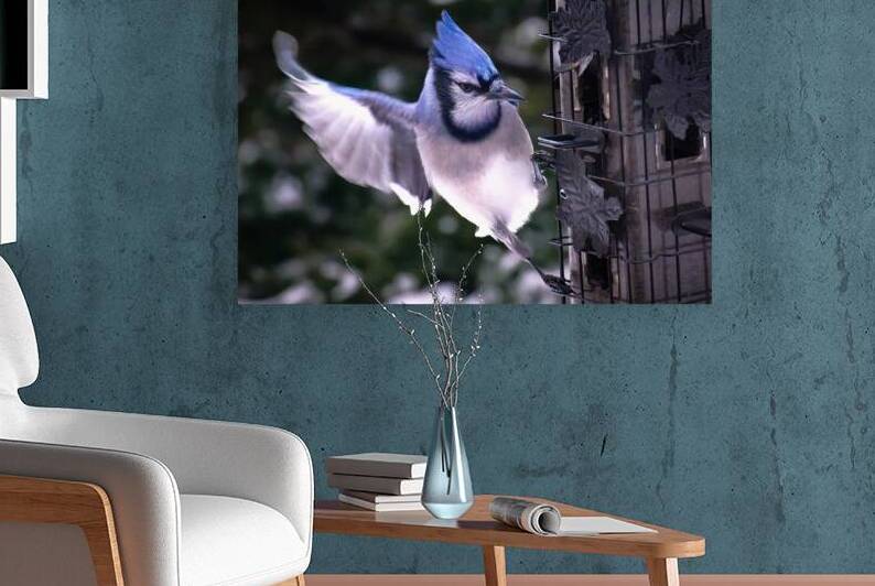 Bird Photography    Reproduction
