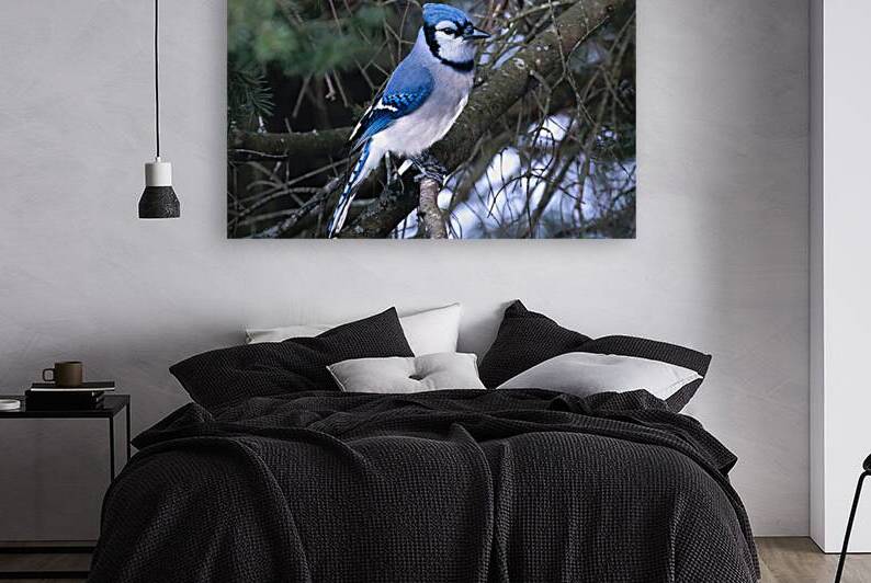 Bird Photography    Reproduction
