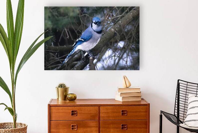 Bird Photography    Reproduction