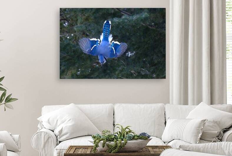 Bird Photography    Reproduction