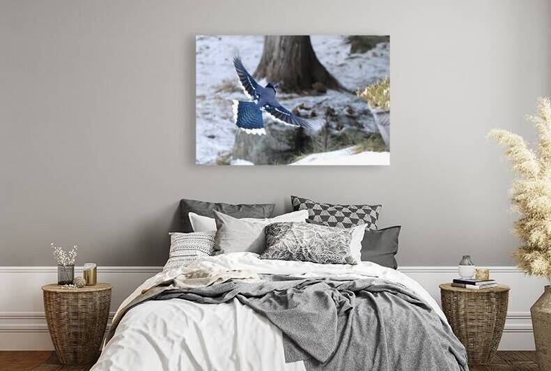 Bird Photography    Reproduction