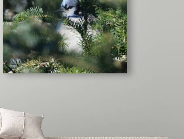 Bird Photography    Reproduction