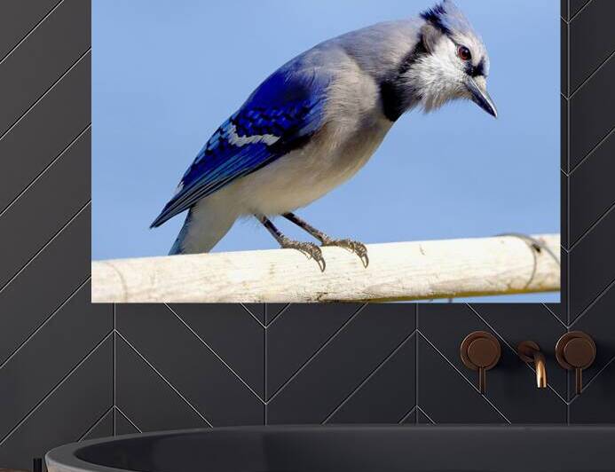 Bird Photography    Reproduction